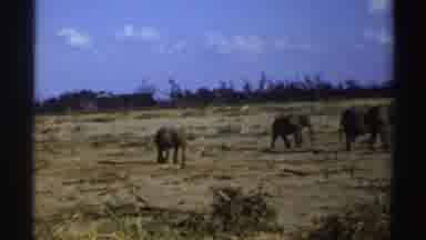 South Africa (1969): Three African Elephants Walk To Right Out Of Camera Range One