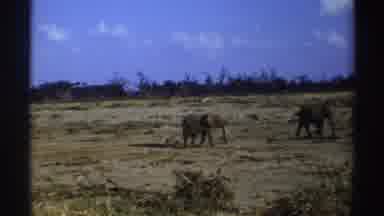 South Africa (1969): Elephant Family Observed In Their Natural Habitat Taking A