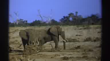 South Africa (1969): Massive Elephants Waiting For Food