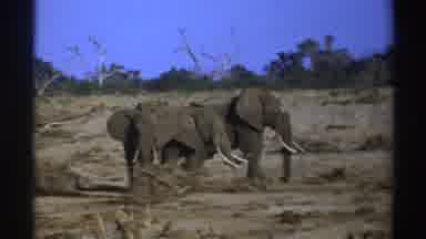 South Africa (1969): Father Elephant And Mother Elephant With Their Son