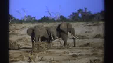 South Africa (1969): Elephants In Their Natural Habitat