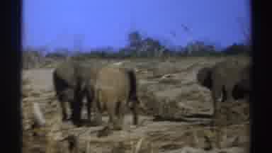 South Africa (1969): Wild Elephants In Their Natural Habitat