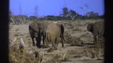 South Africa (1969): The Elephant With Big Ears And Long Tusks Are Doing Their Own