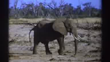South Africa (1969): Male Elephant Walking On The Savanna There Are Some Dry Trees