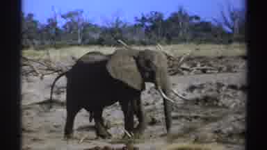 South Africa (1969): Elephants In The Great Wildlife