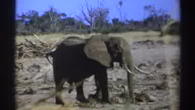 South Africa (1969): African Elephant Strolls Along On Parched Earth Blue Sky