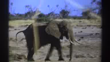 South Africa (1969): Lone Small Elephant Walking And Another Small Heard Of Other