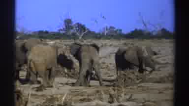 South Africa (1969): Elephants Stand Around A Brush Pile On A Flat Plain Filled