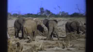 South Africa (1969): Four African Elephants Hang Around On Sunny Day Shrubs In