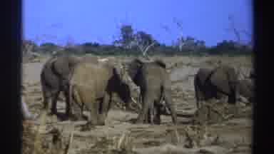South Africa (1969): A Group Of Elephants On Safari In Search Of Food