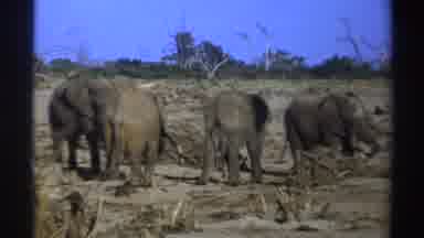 South Africa (1969): Several Elephants Flock And Try To Survive And Feed In Africa