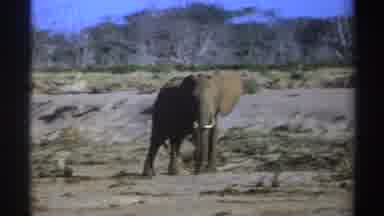 South Africa (1969): The Elephants The Large White Tusks Stands In The Middle Of A