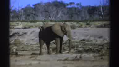 South Africa (1969): Elephant Standing And Looking Around