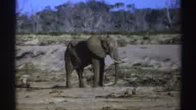 South Africa (1969): Big And Gray Healthy Elephant