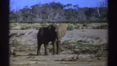 South Africa (1969): African Elephant Moves Around On Dry Land Trees In Distance
