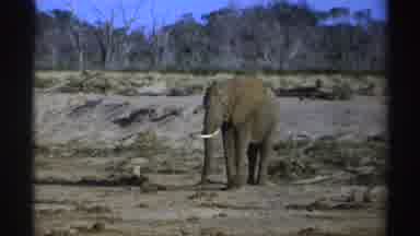 South Africa (1969): Lone Elephant Walking In Its Natural Habitat