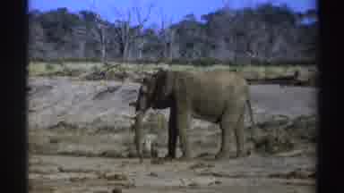South Africa (1969): Elephants Walks In Brown Barren Field On A Sunny Day