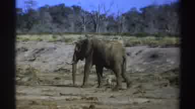 South Africa (1969): Elephant Walking In Brown Barren Field On A Sunny Day