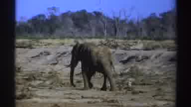 South Africa (1969): An Elephant Roams Through A Mud Patch
