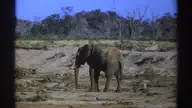 South Africa (1969): A Massive Gray Healthy Elephant In The Wild