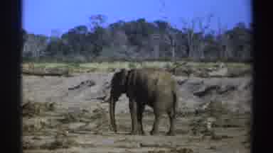 South Africa (1969): African Elephant In The Wild Savanna Trees In Background
