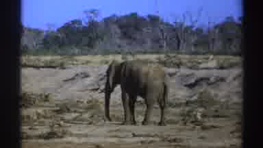 South Africa (1969): Elephants Released Into The Wild In Their Natural Habitat