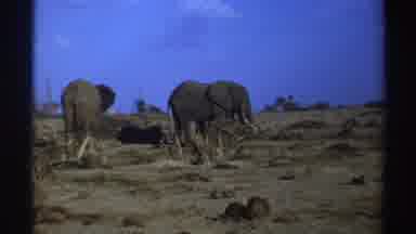 South Africa (1969): Elephants Grazing For Food