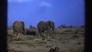 South Africa (1969): Standing Elephants Feeding In Their Natural Habitat