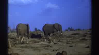 South Africa (1969): Two African Elephants Standing On Parched Earth Blue Sky In