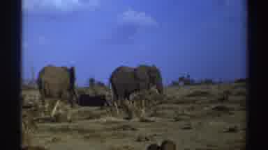 South Africa (1969): Pair Of Elephants Standing On A Mountainside
