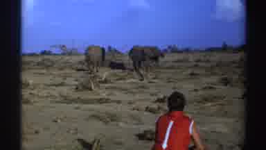 South Africa (1969): Person Sitting Watching Elephants In Their Natural Habitat