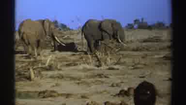 South Africa (1969): People On look Elephants Roaming Land