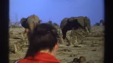 South Africa (1969): Observing Animals In Their Natural Enjoying Their Lives