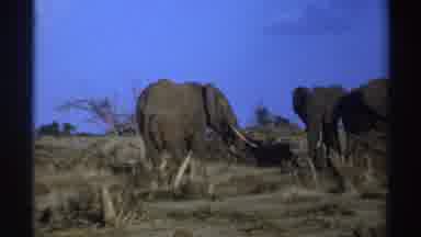 South Africa (1969): Elephants Waiting To Be Fed