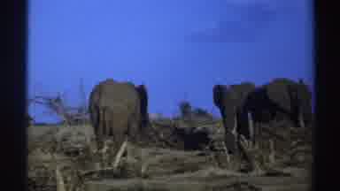 South Africa (1969): Elephants Standing Still In A Field With Plants And Trees