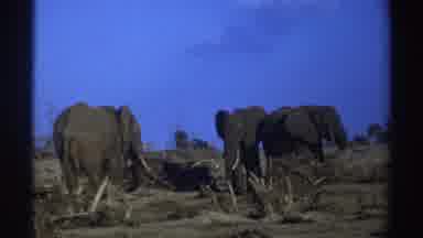 South Africa (1969): Three Massive Elephants In View