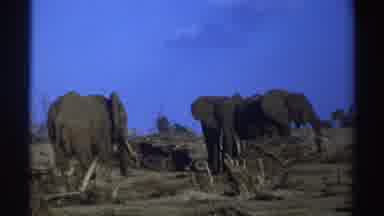 South Africa (1969): Elephants Standing And Resting