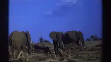 South Africa (1969): Group Of Elephants In A Desert Park On A Sunny Day