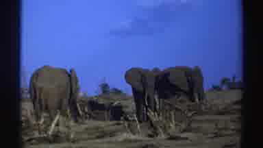 South Africa (1969): Massive Resting Elephants On A Sunny Bright Day