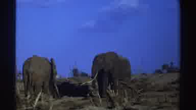 South Africa (1969): Three Elephants Grazing In Brown Field On A Clear Sunny Day
