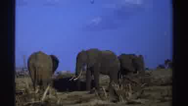 South Africa (1969): Three African Elephants In A Group Moving Around Foraging For