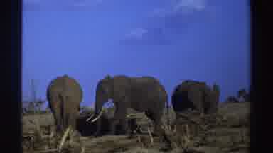 South Africa (1969): Three African Elephants Grazing On Grassland Blue Sky And