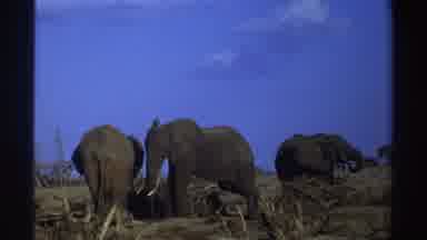 South Africa (1969): Group Of Elephants Outside In The Dirt Getting Some Sun