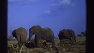 South Africa-1969: Three Elephants In A Group Munching In Savanna
