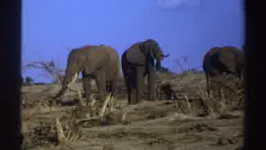 South Africa (1969): The Video Shows A Group Of Elephants Standing Next To Each