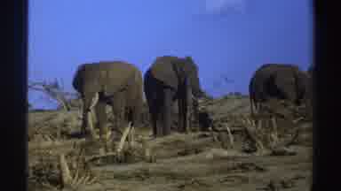 South Africa (1969): Three Elephants Standing In Tan Barren Field On Clear Sunny