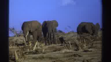 South Africa (1969): A Video Of Deserted Elephants Or African Elephants Living In