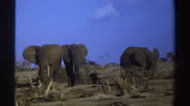 South Africa (1969): Three Elephants Looking For Food In Dried Out Part Of
