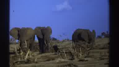 South Africa (1969): Three Elev ants Roaming On The Landscape With Beautiful Sky