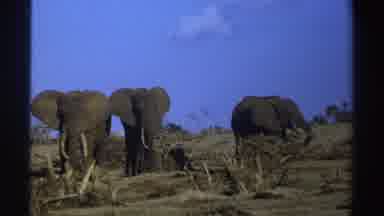 South Africa (1969): Three Massive Gray Elephants Resting